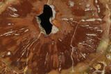 Petrified Wood (Araucaria) Slab - Madagascar #139559-1